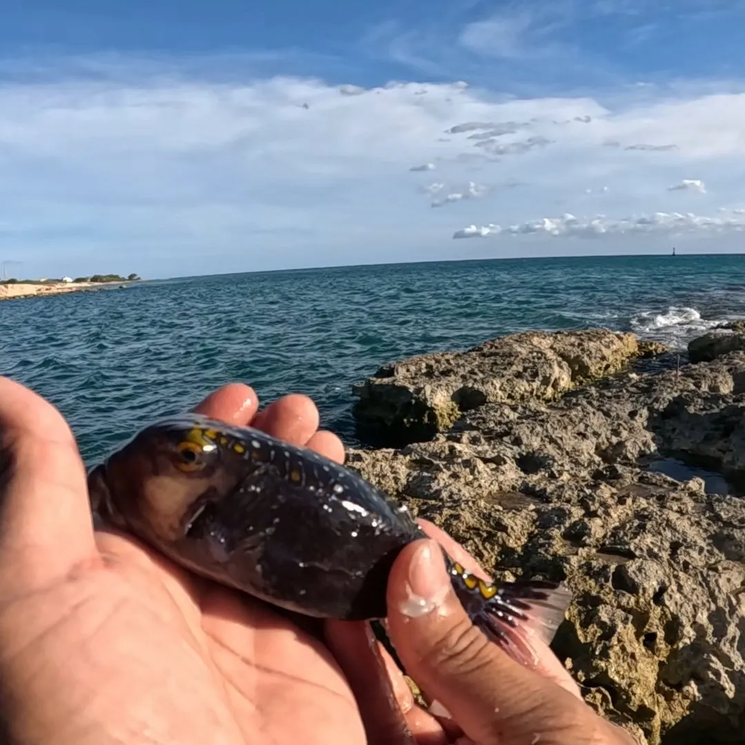 The most recent Whitespotted boxfish catches on Fishbrain
