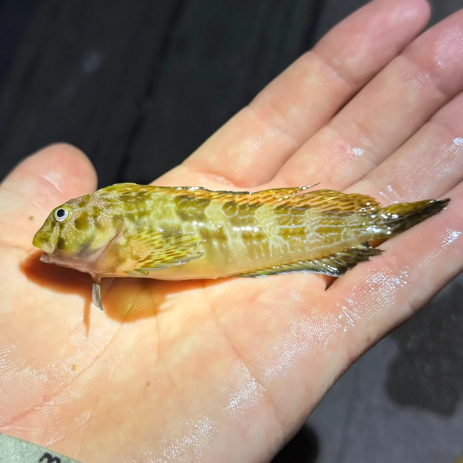 The most recent Molly miller catches on Fishbrain