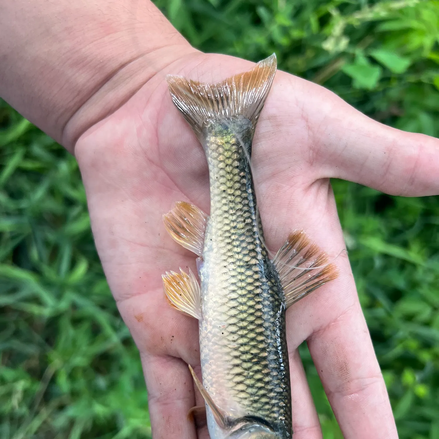 The most recent Hornyhead chub catches on Fishbrain
