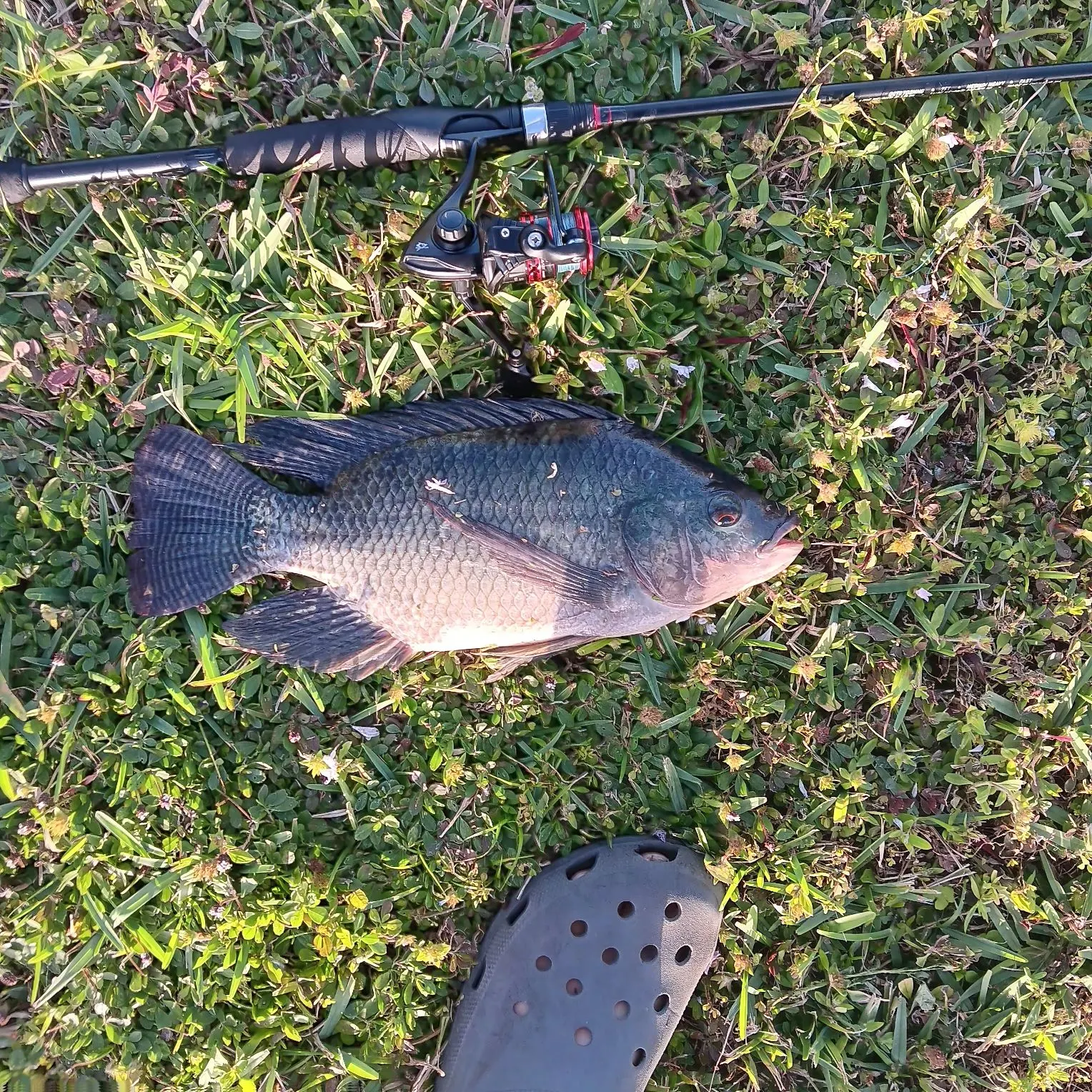 The most recent Blue tilapia catches on Fishbrain