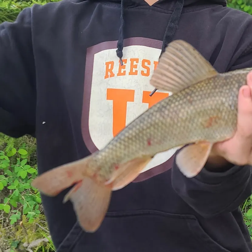 The most recent White sucker catches on Fishbrain