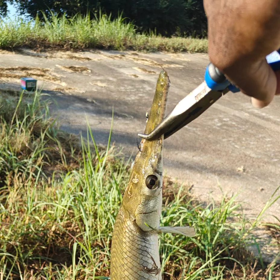 Spotted gar caught on Fishbrain