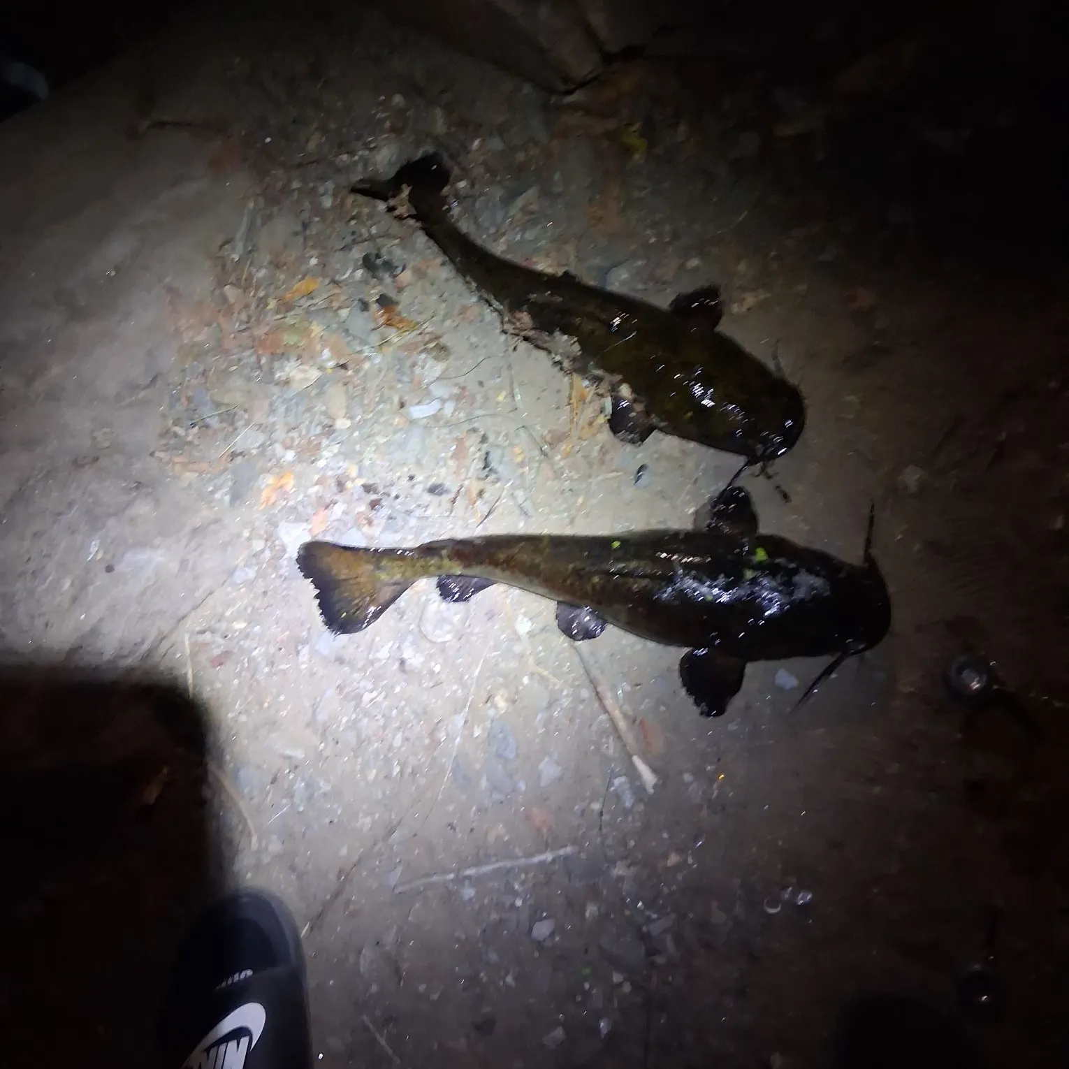 Flathead catfish caught on Fishbrain