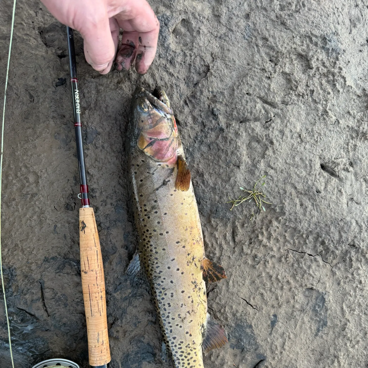 The most recent Colorado river cutthroat trout catches on Fishbrain