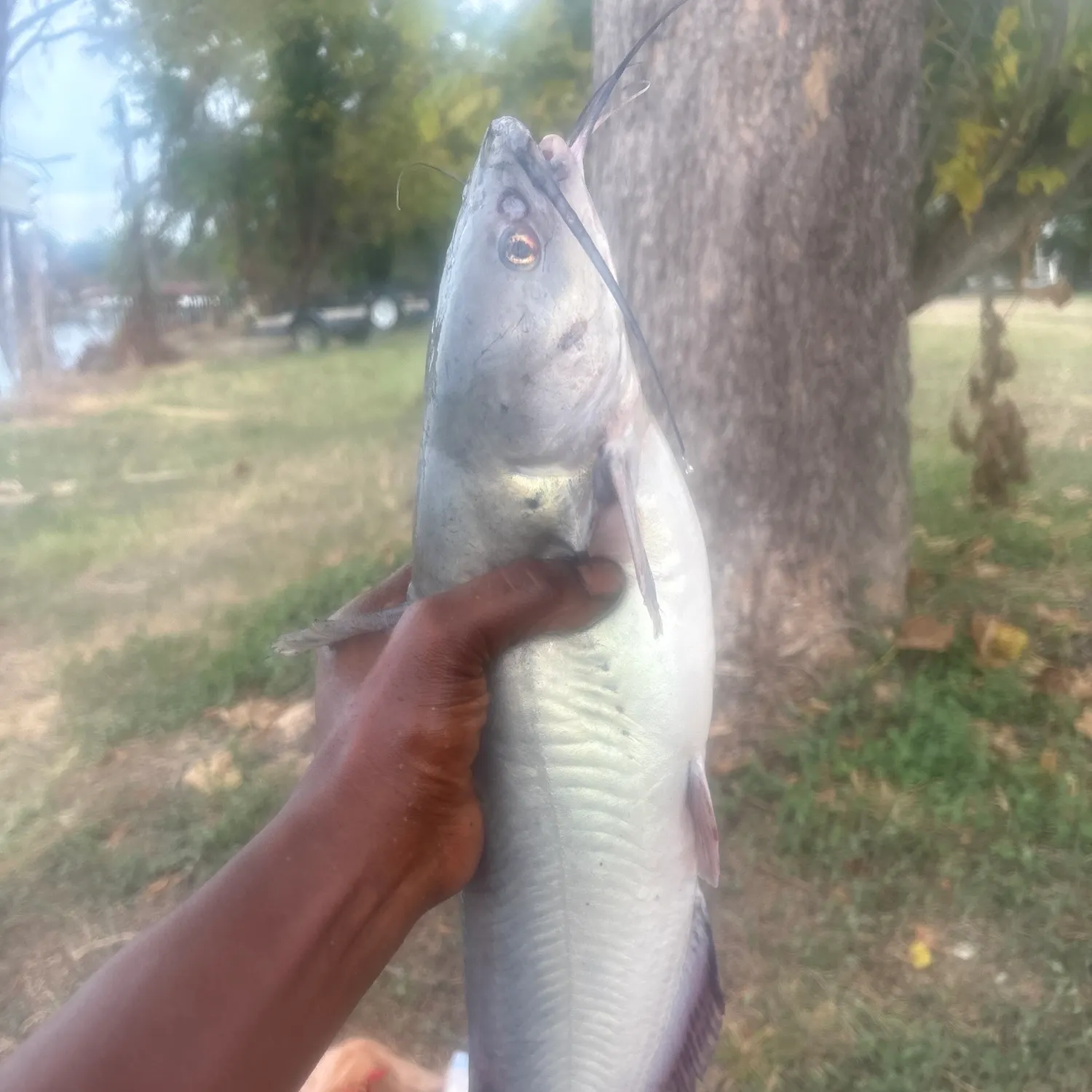 Blue catfish caught on Fishbrain