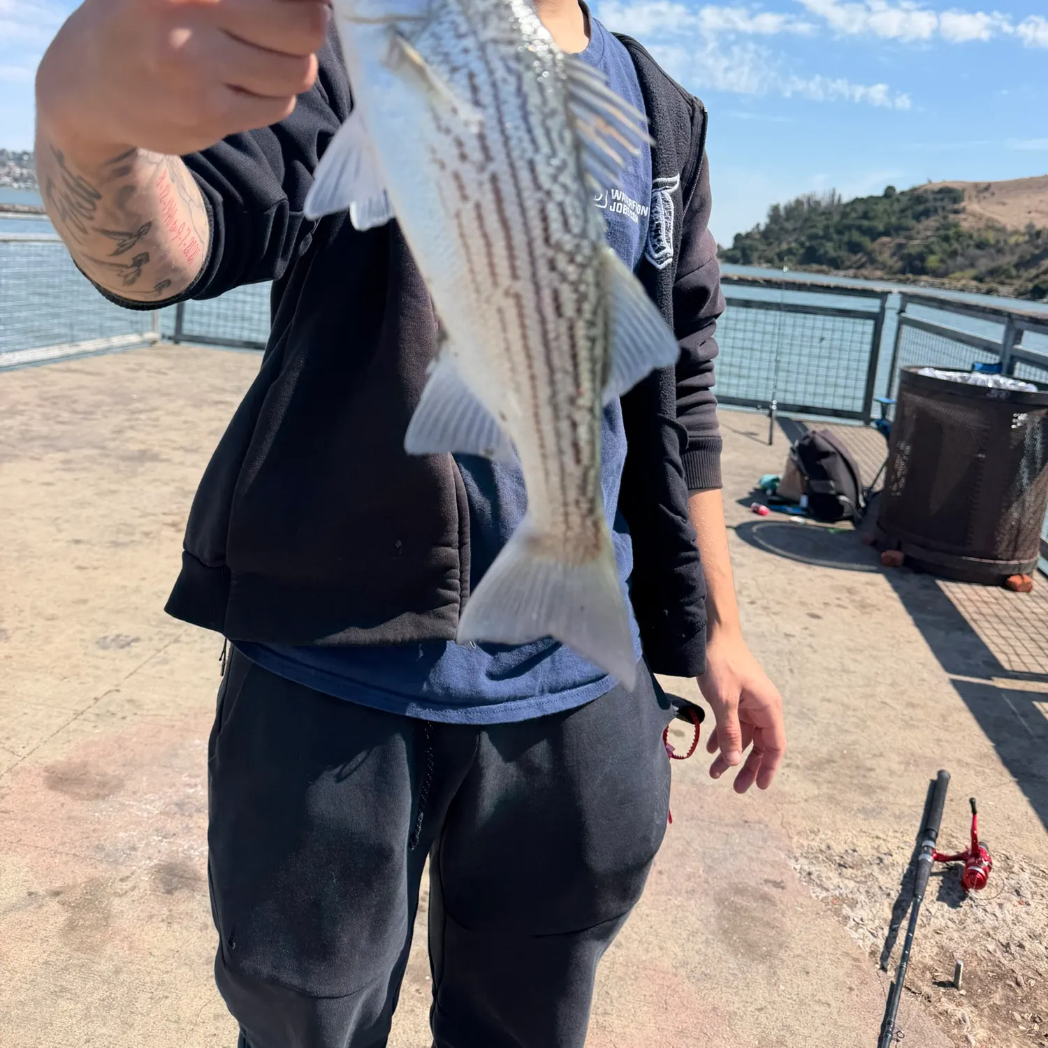 Striped bass caught on Fishbrain