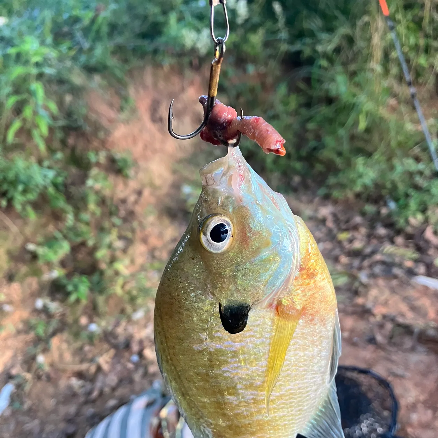 Green sunfish caught on Fishbrain