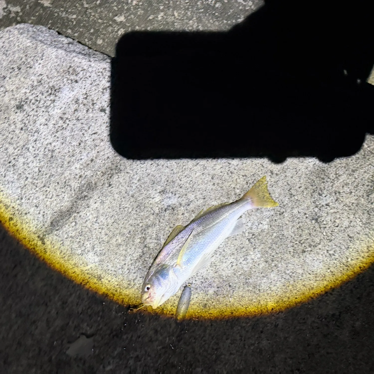 Yellowfin croaker caught on Fishbrain