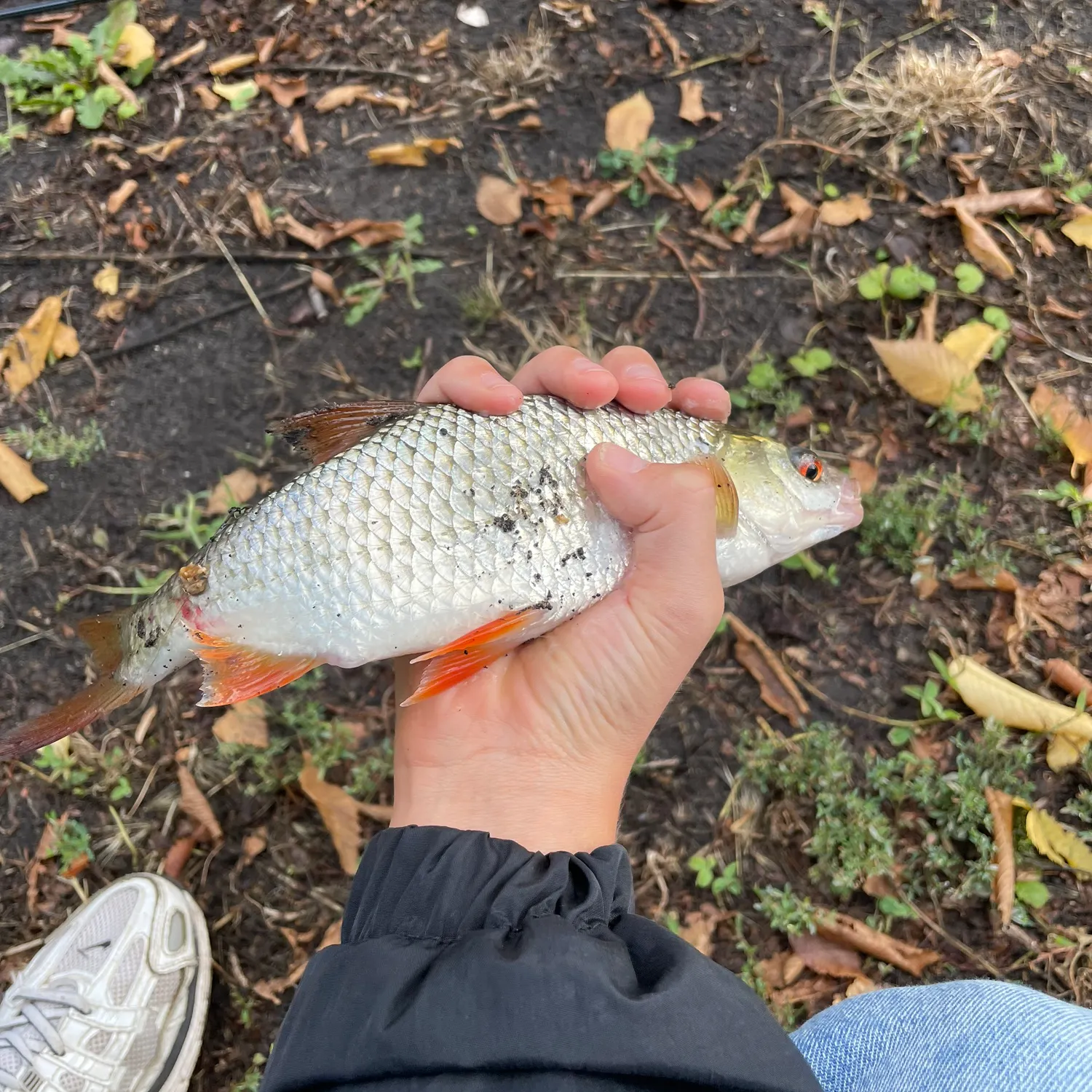 Common roach caught on Fishbrain