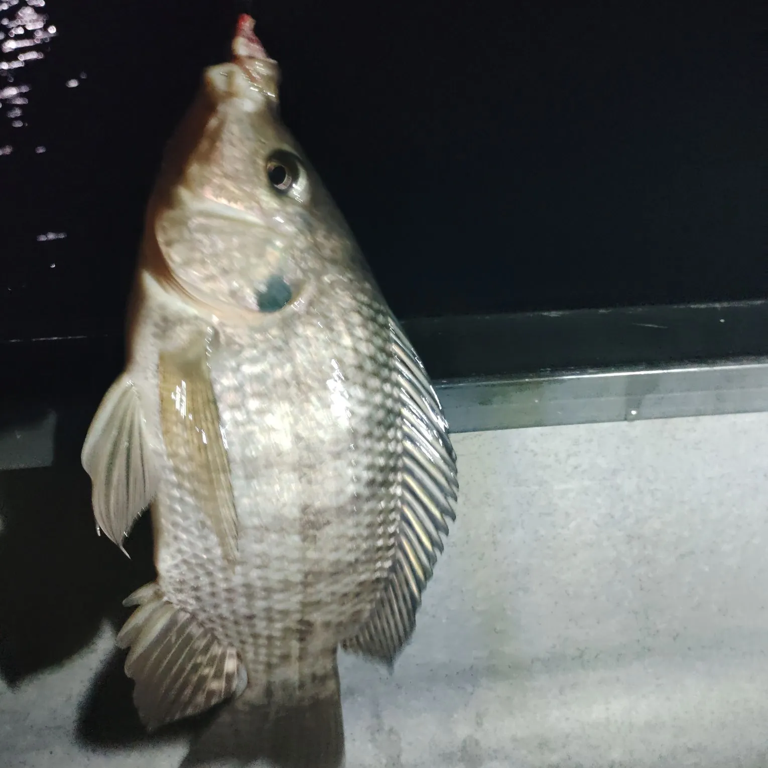 The most recent Nile tilapia catches on Fishbrain