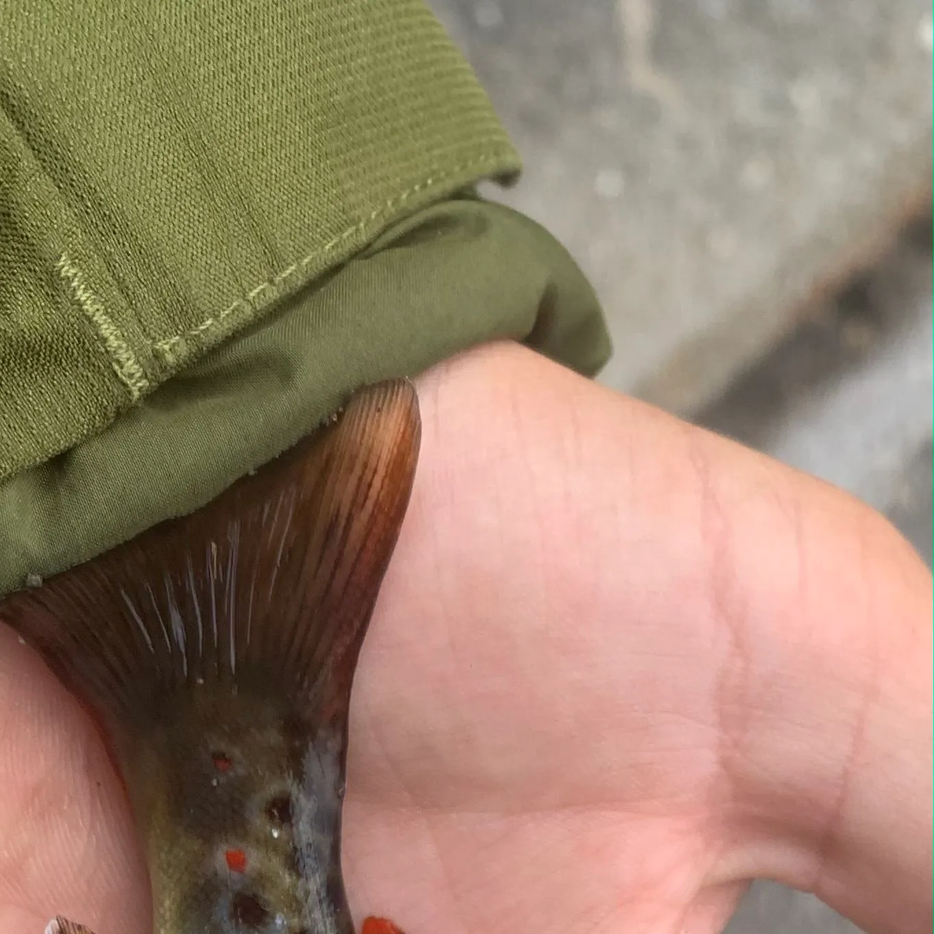 Brown trout caught on Fishbrain