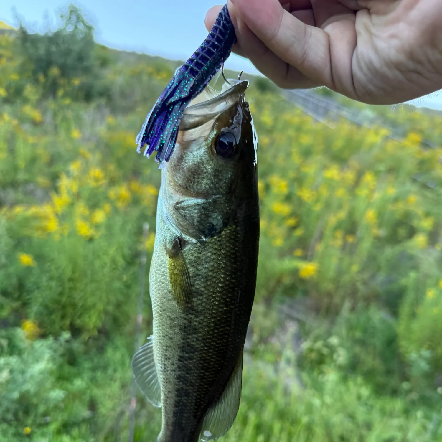 Largemouth bass caught on Fishbrain