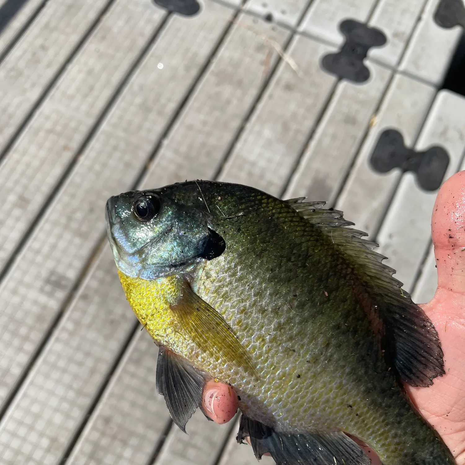 Bluegill caught on Fishbrain
