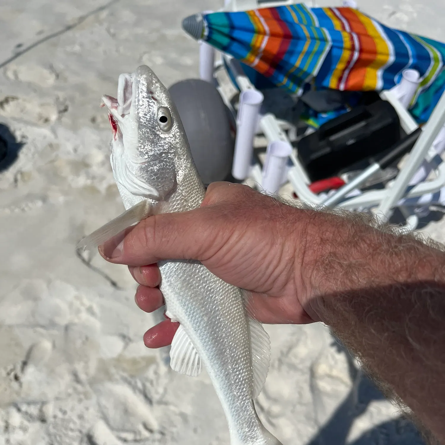 The most recent Gulf kingcroaker catches on Fishbrain