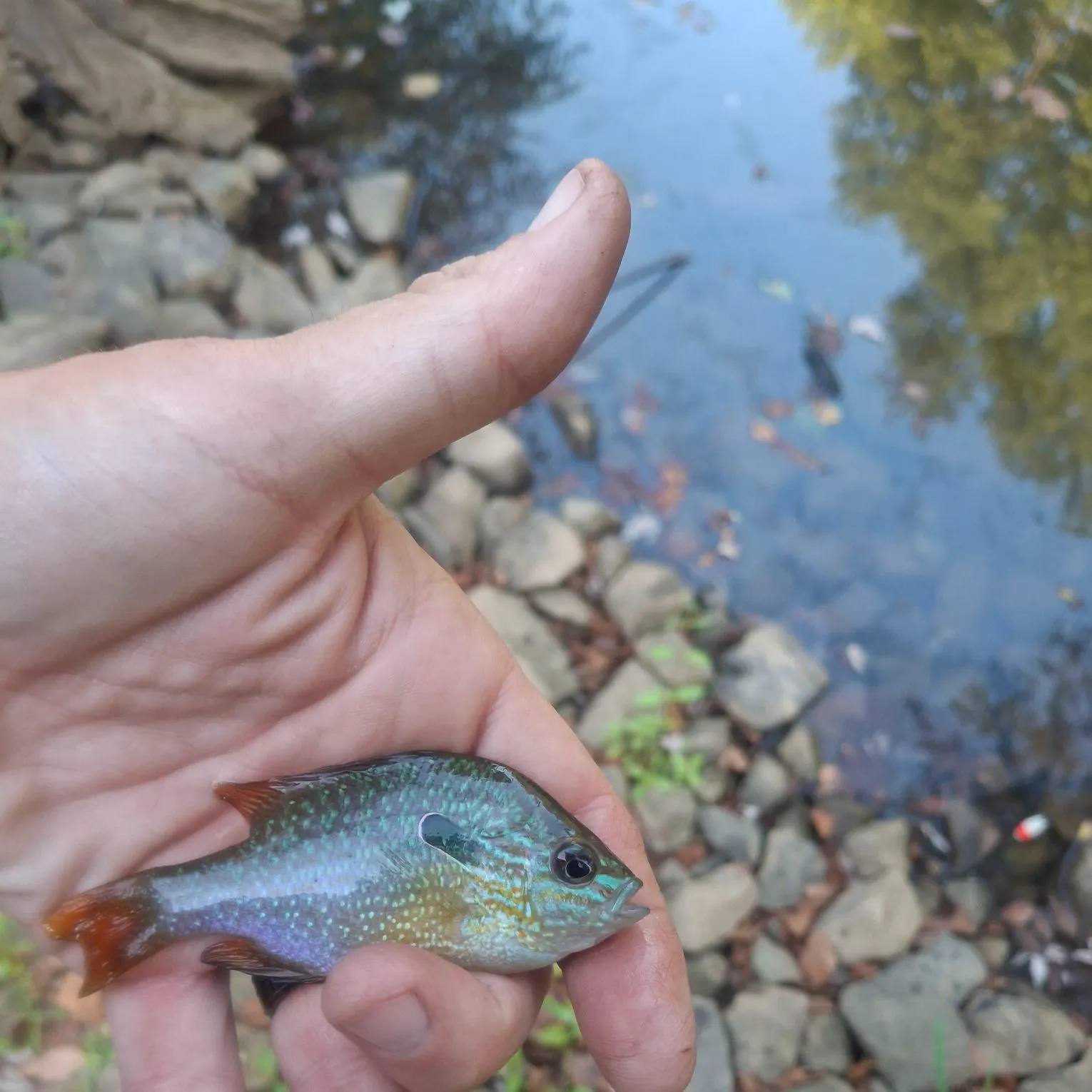 Longear sunfish caught on Fishbrain