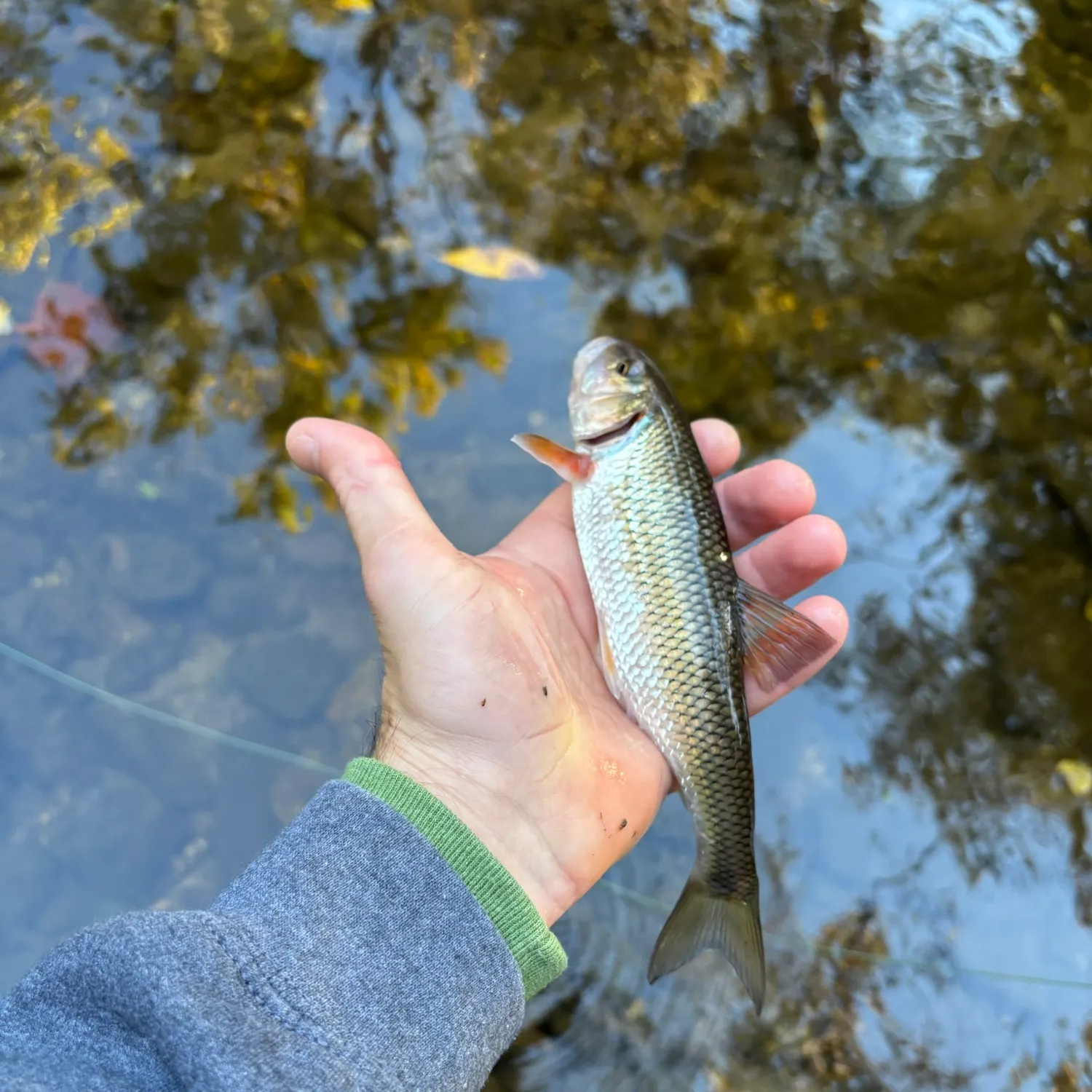 Fallfish caught on Fishbrain