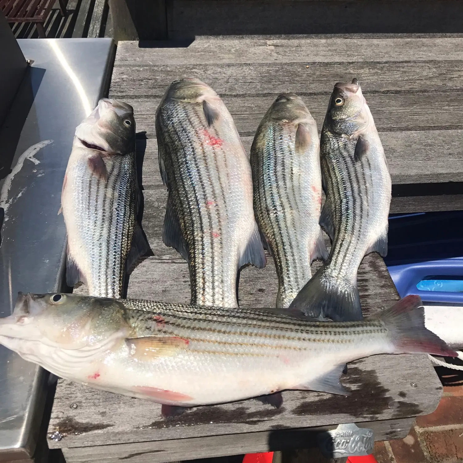 recently logged catches