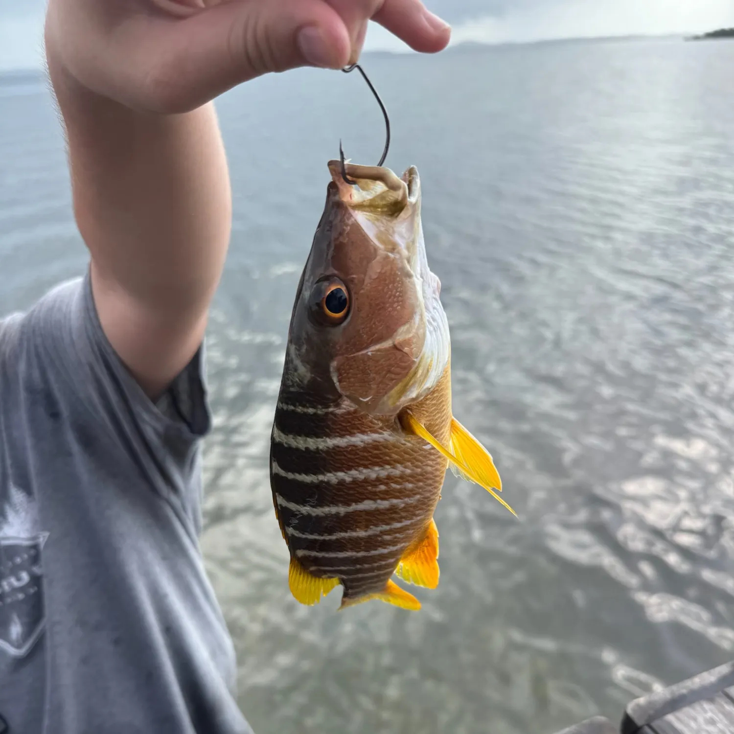 The most recent Schoolmaster snapper catches on Fishbrain