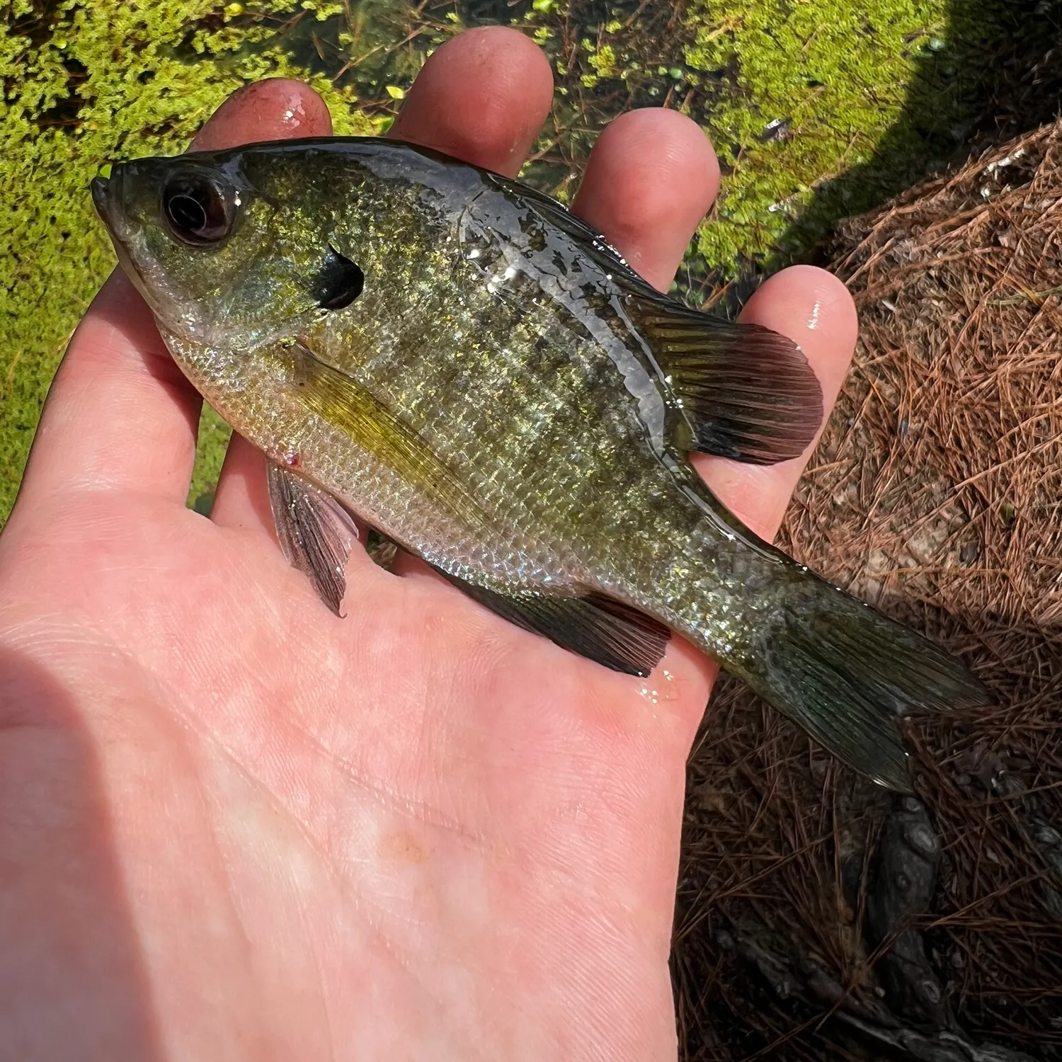 Bluegill caught on Fishbrain