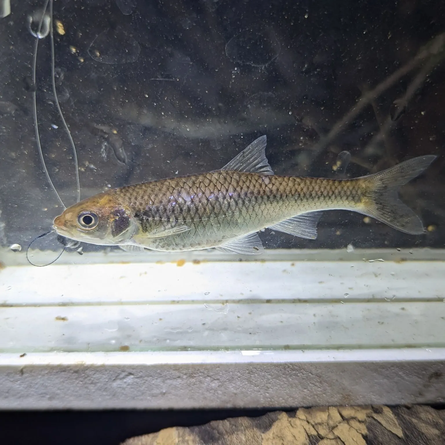 The most recent Satinfin shiner catches on Fishbrain