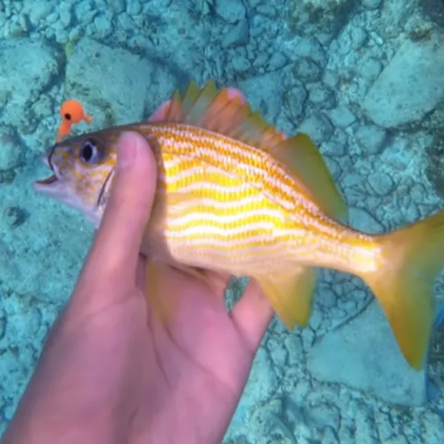 The most recent French grunt catches on Fishbrain