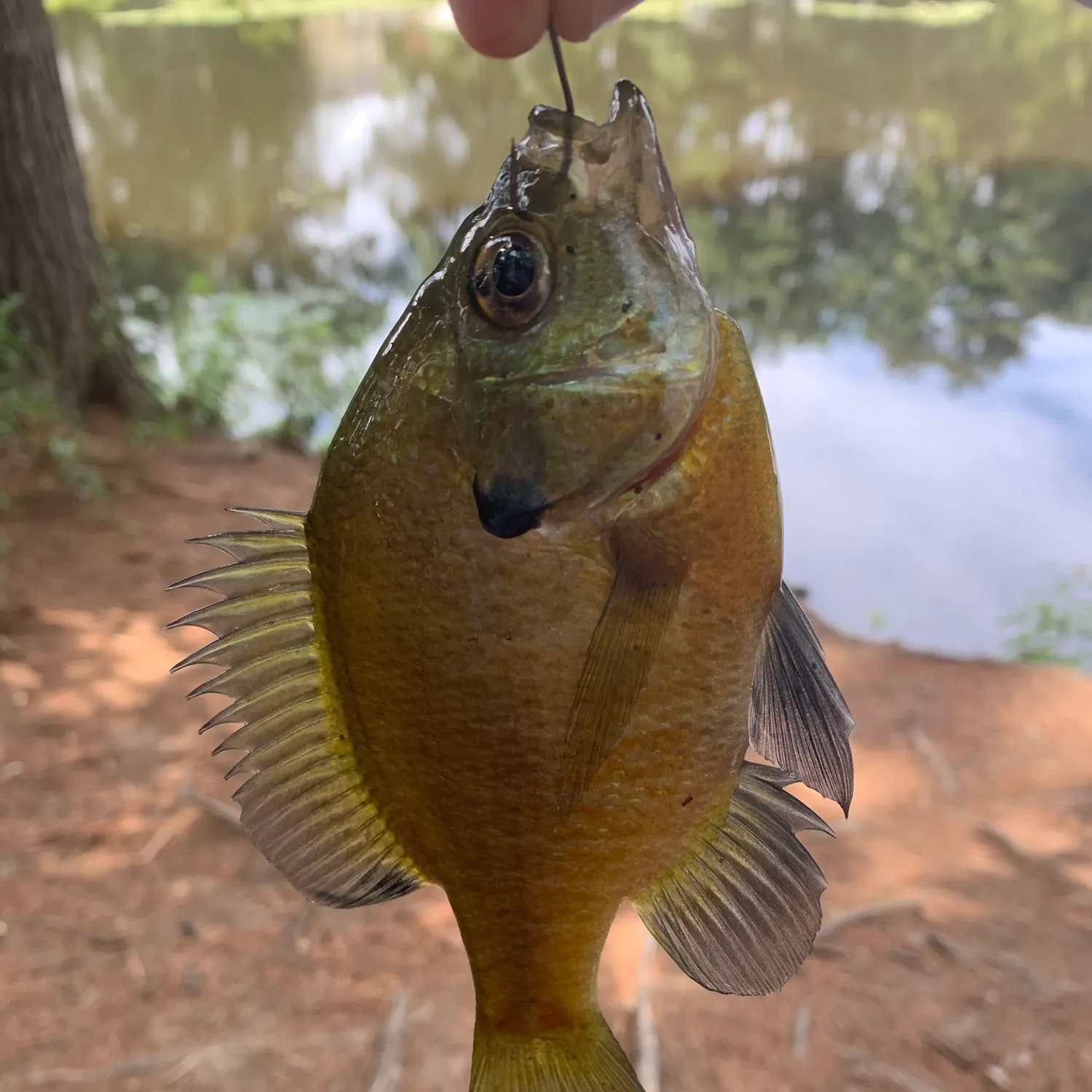 Bluegill caught on Fishbrain