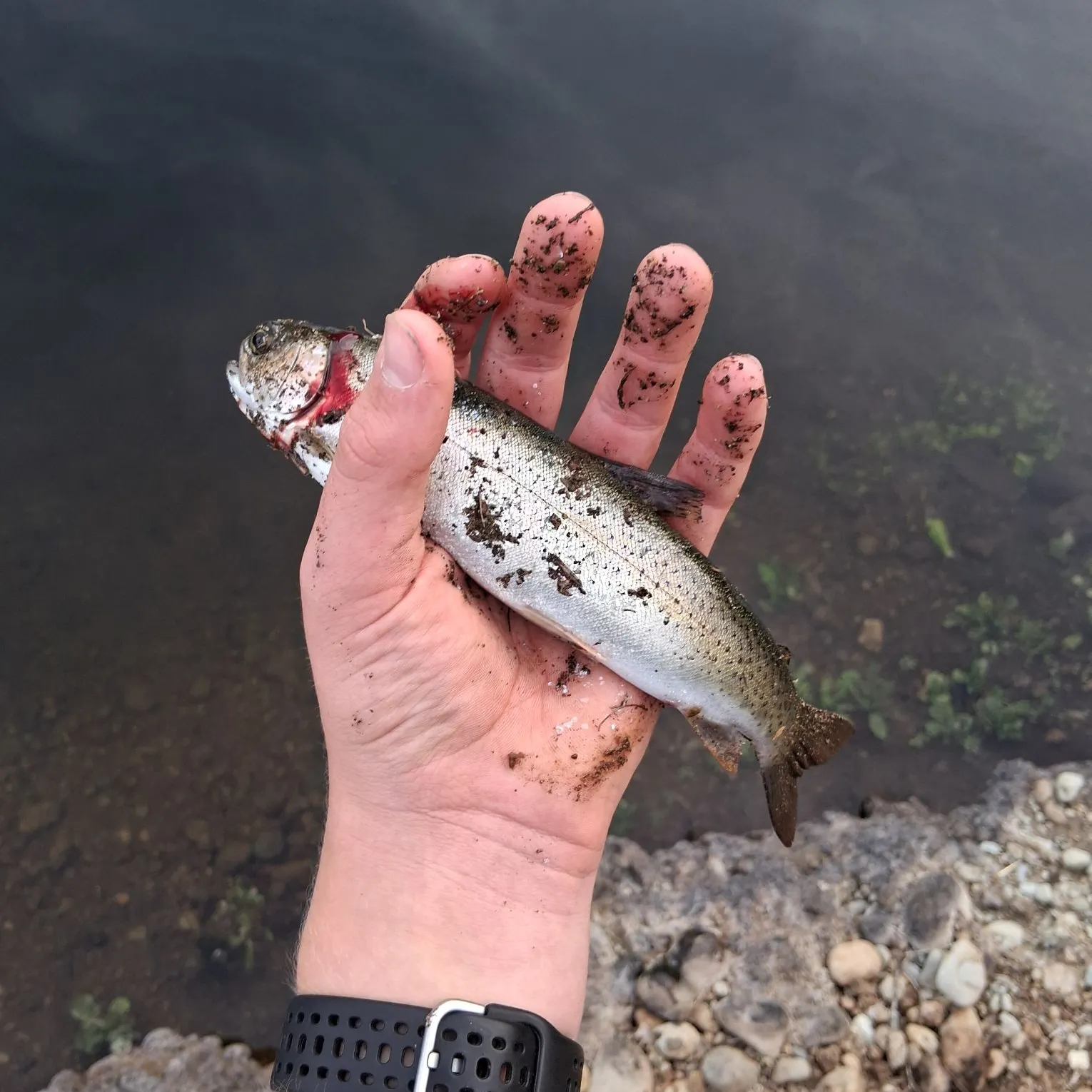 Coastal cutthroat trout caught on Fishbrain