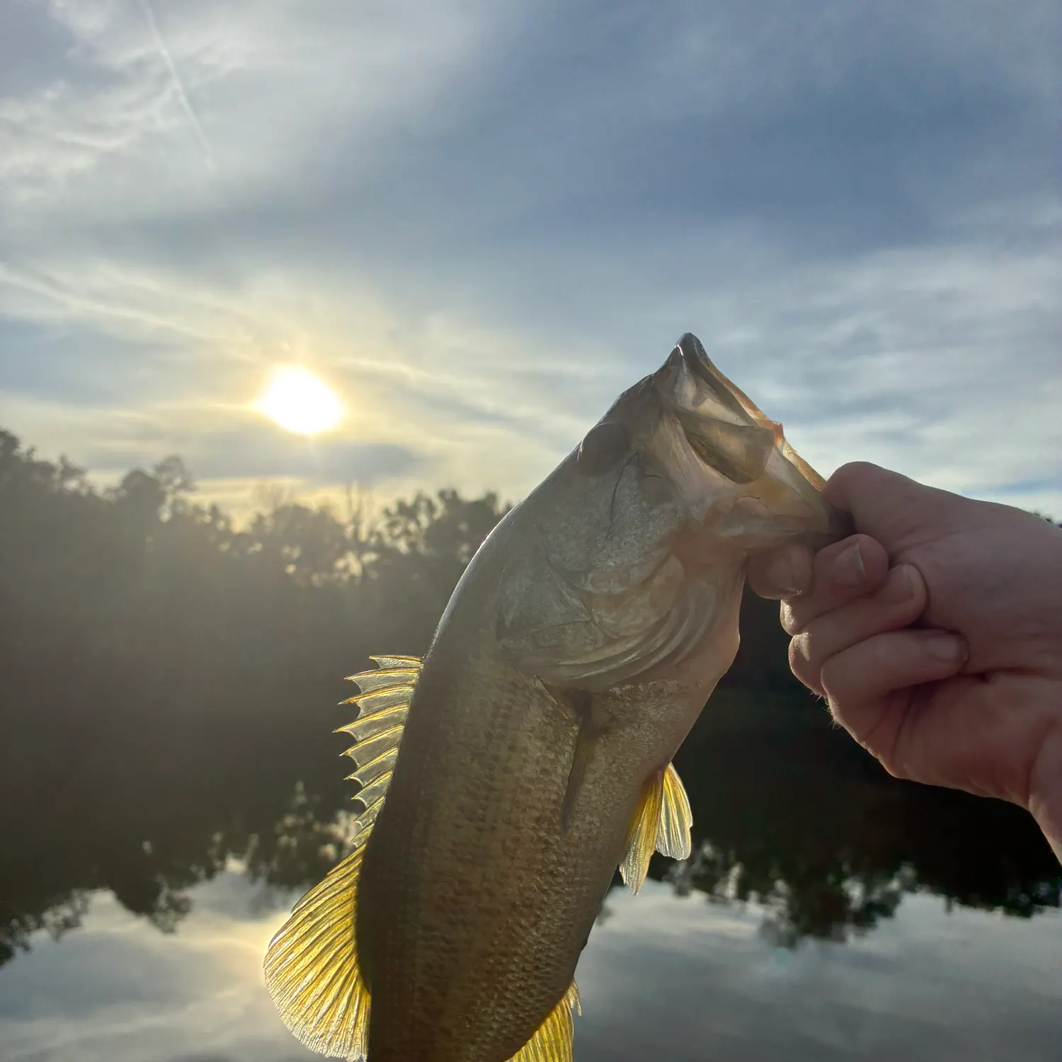 Largemouth bass caught on Fishbrain