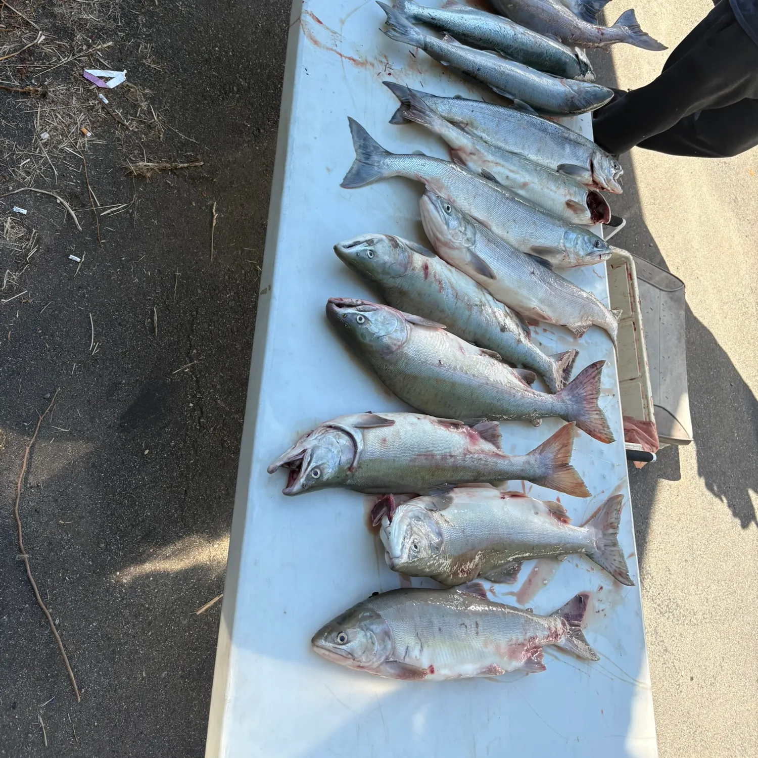 recently logged catches