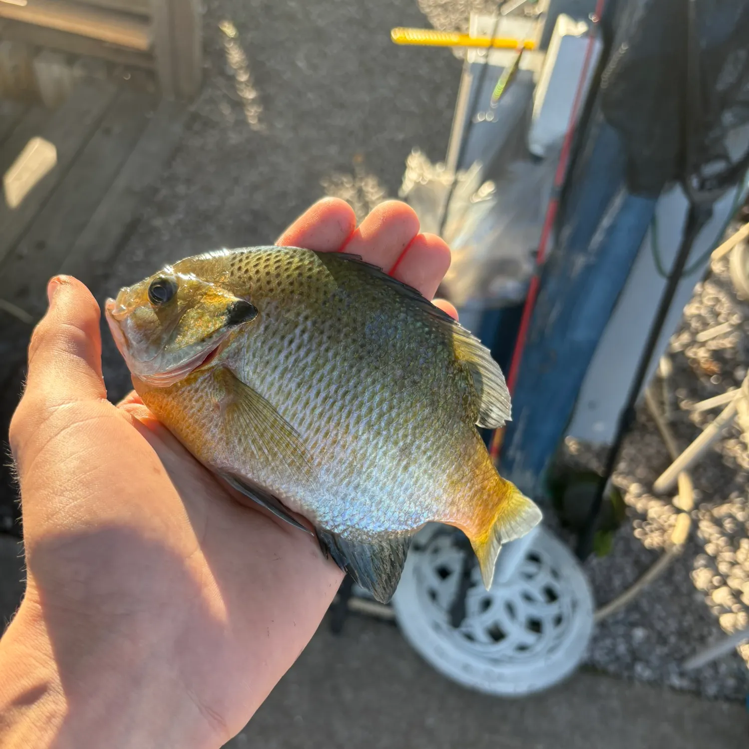 Bluegill caught on Fishbrain