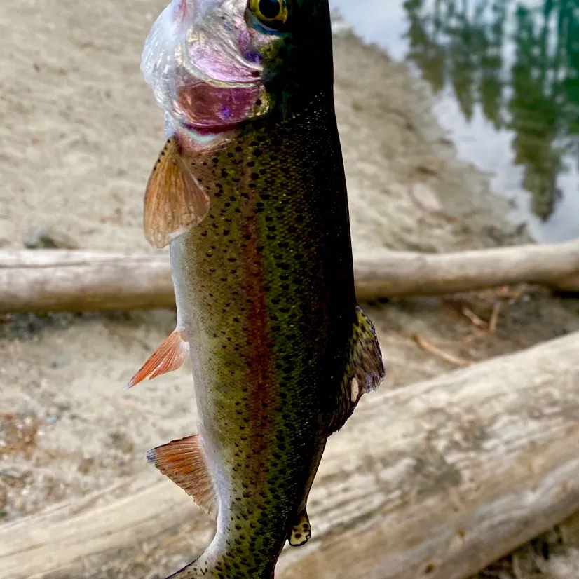 Rainbow trout caught on Fishbrain