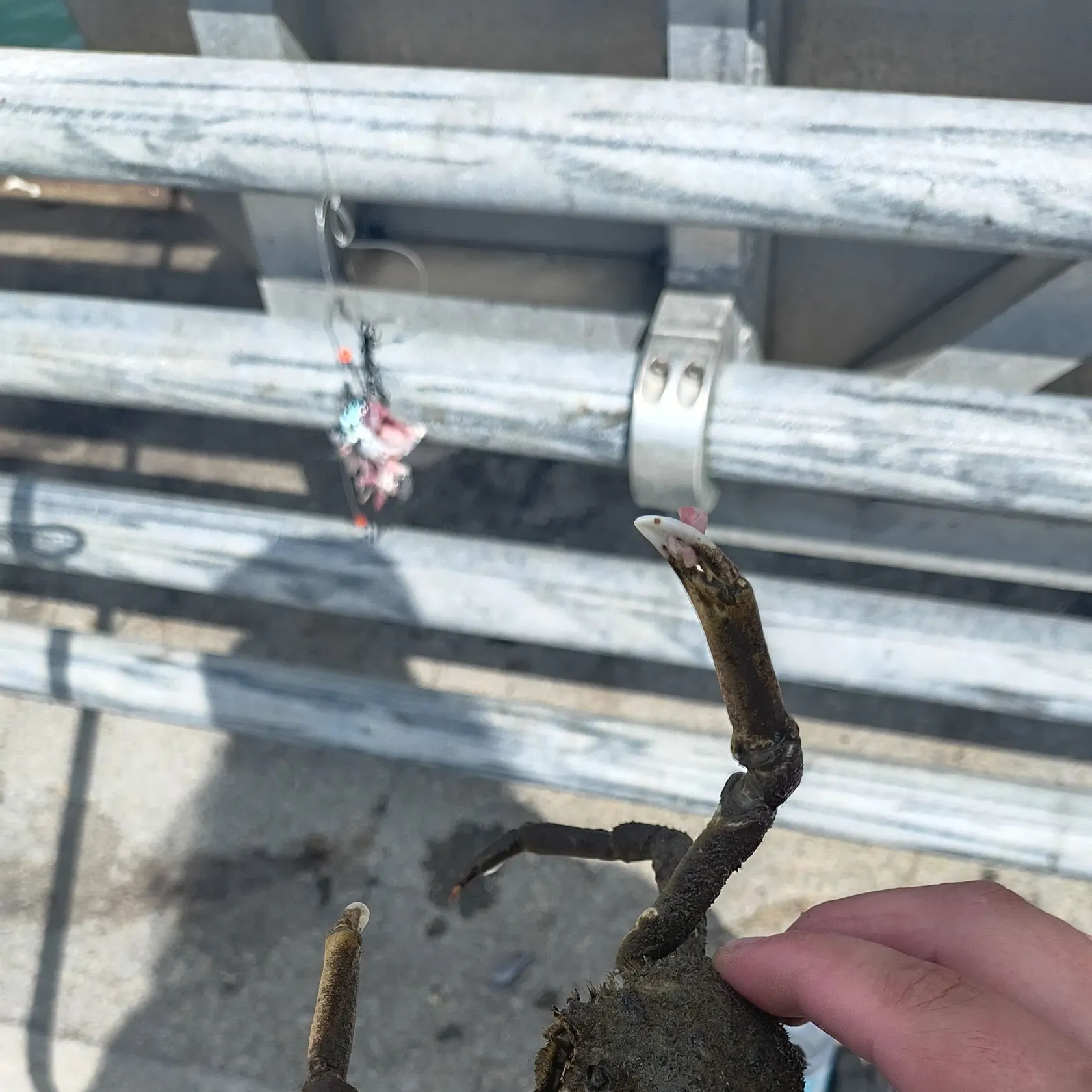 Portly spider crab caught on Fishbrain