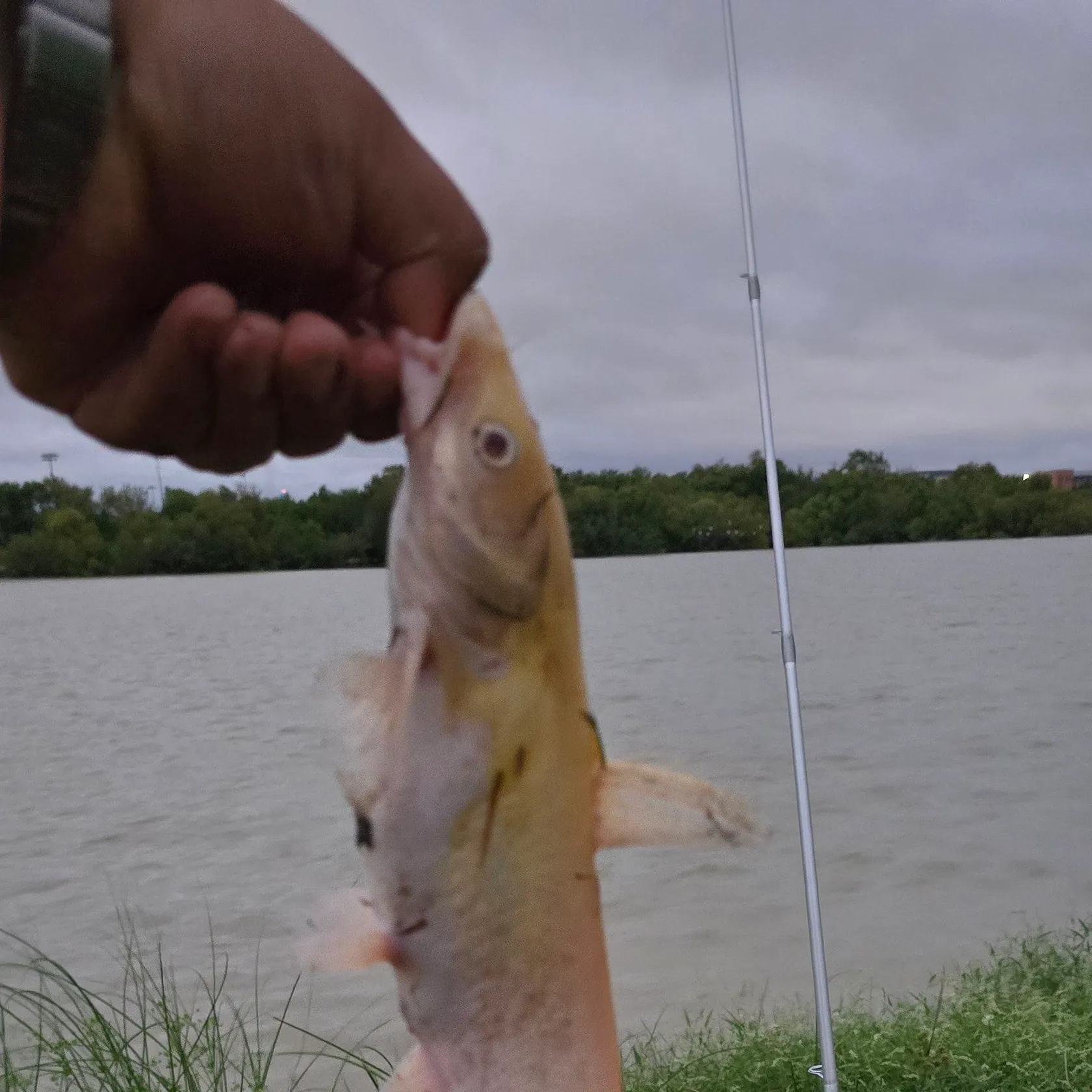 Channel catfish caught on Fishbrain