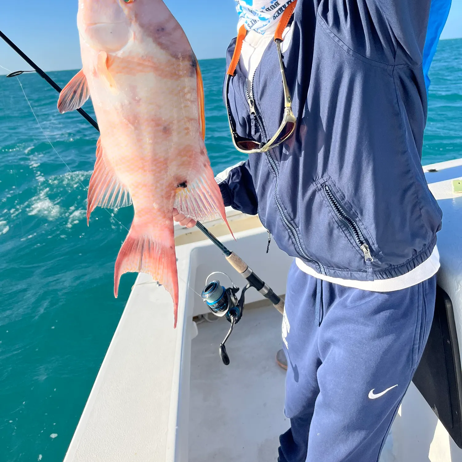The most recent Hogfish catches on Fishbrain