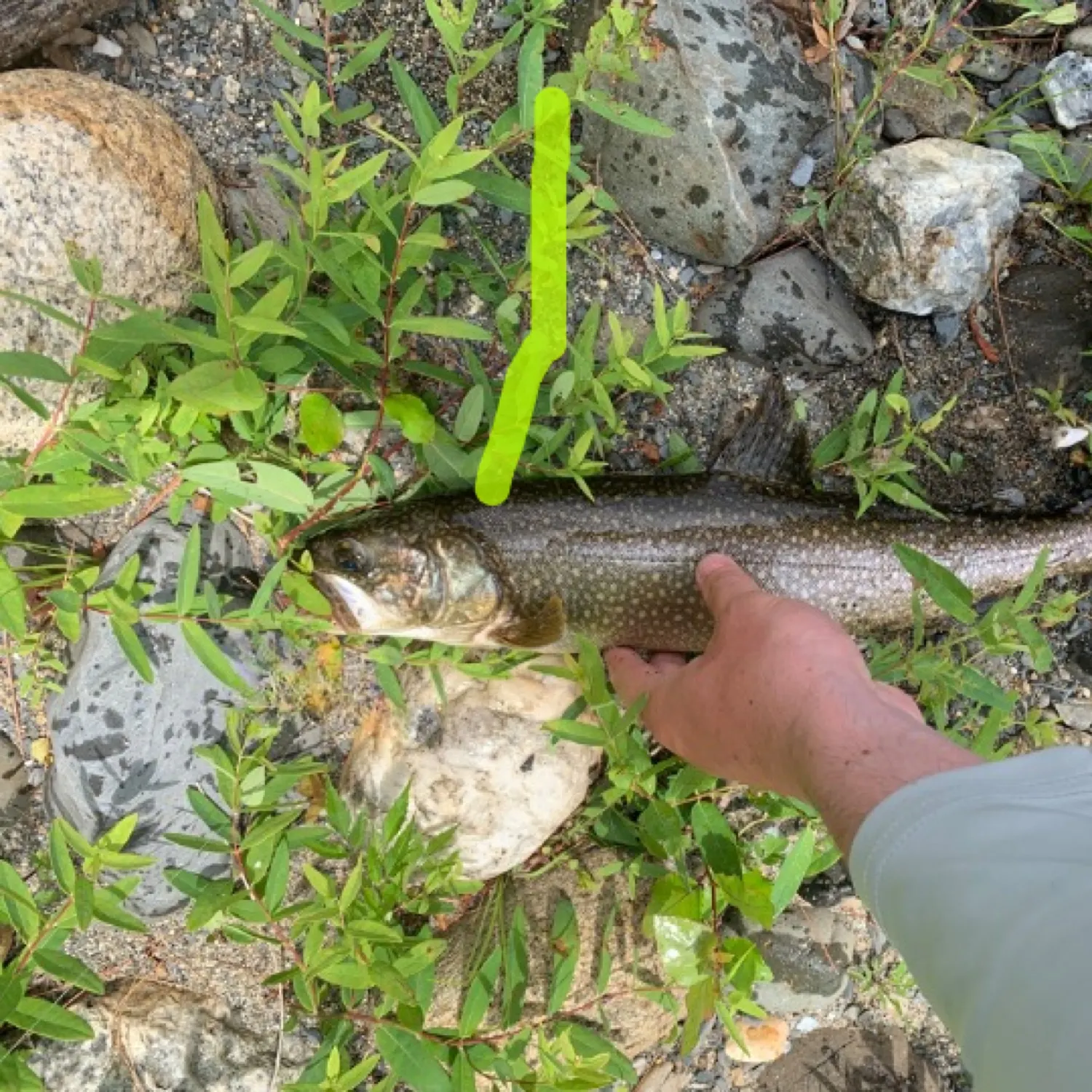 The most recent Lake char catches on Fishbrain