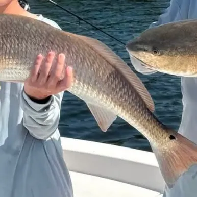 Red drum caught on Fishbrain