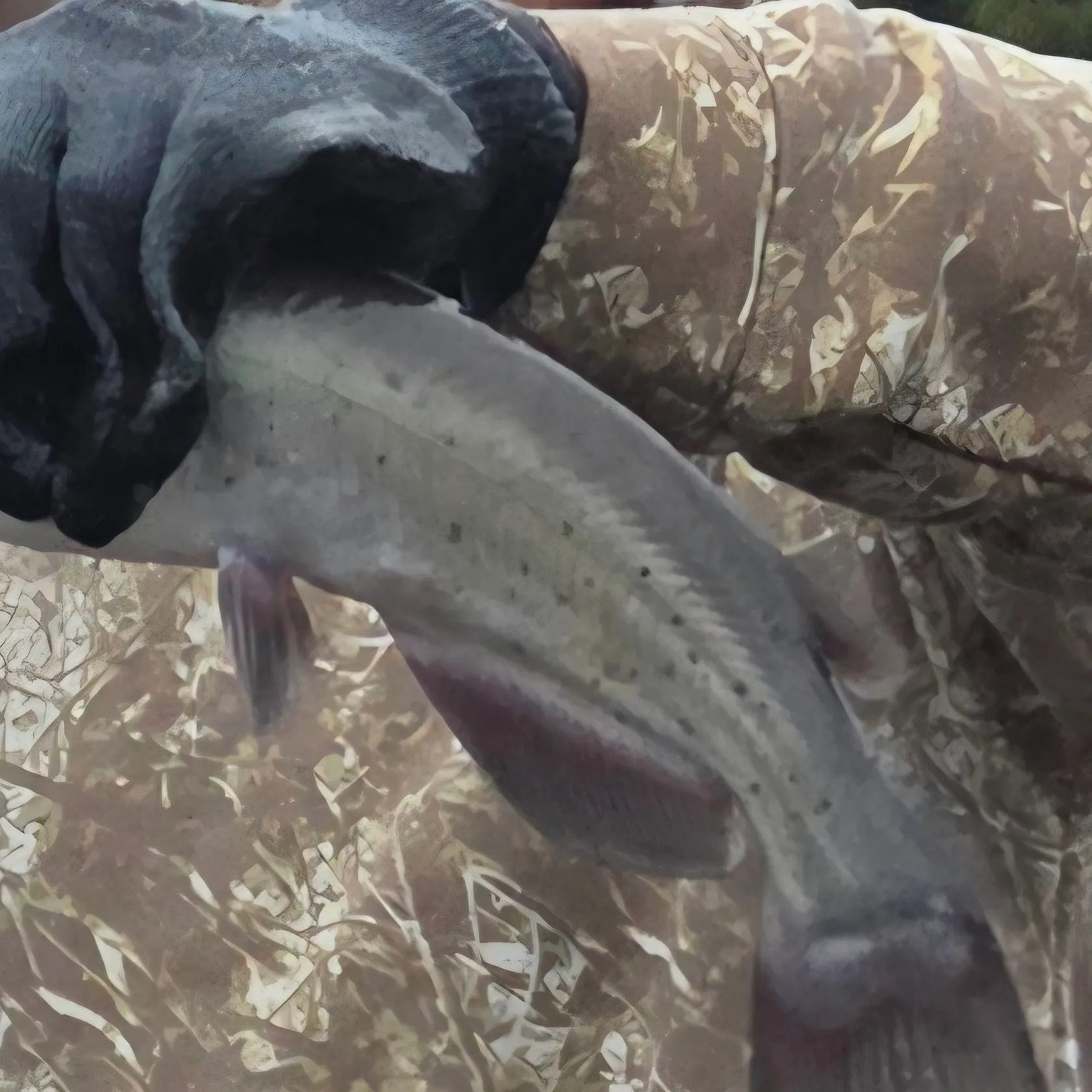 Channel catfish caught on Fishbrain