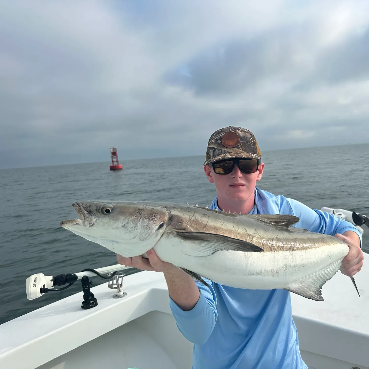 The most recent Cobia catches on Fishbrain