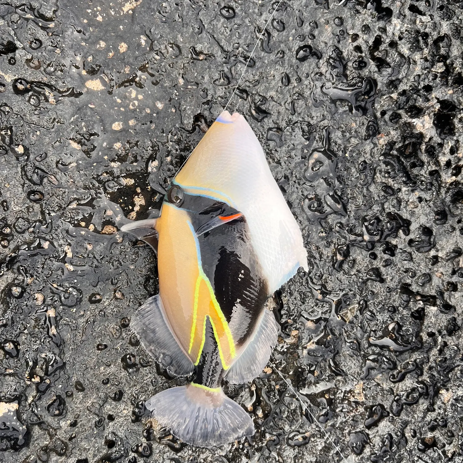 The most recent Wedge-tail triggerfish catches on Fishbrain
