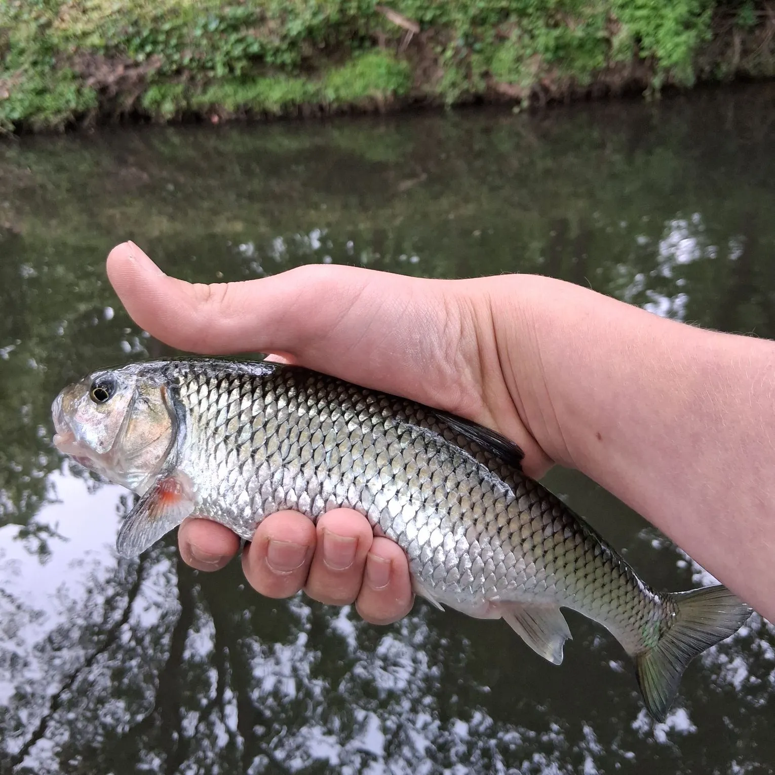 The most recent Fallfish catches on Fishbrain