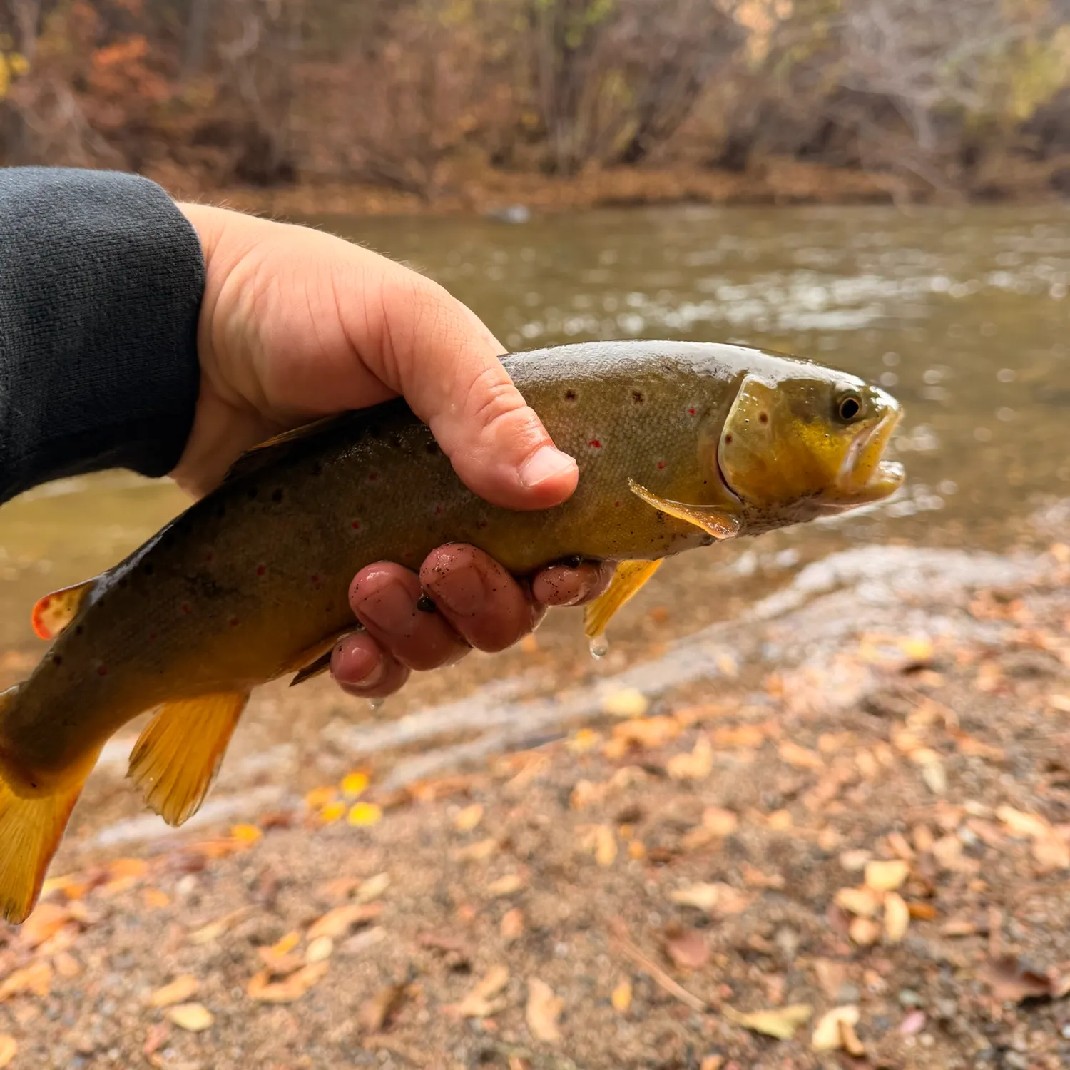 Brown trout caught on Fishbrain