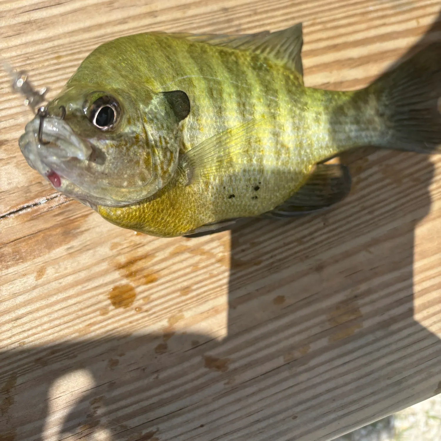 Bluegill caught on Fishbrain