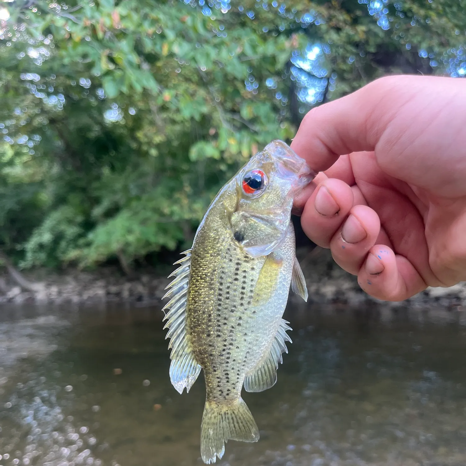 Rock bass caught on Fishbrain