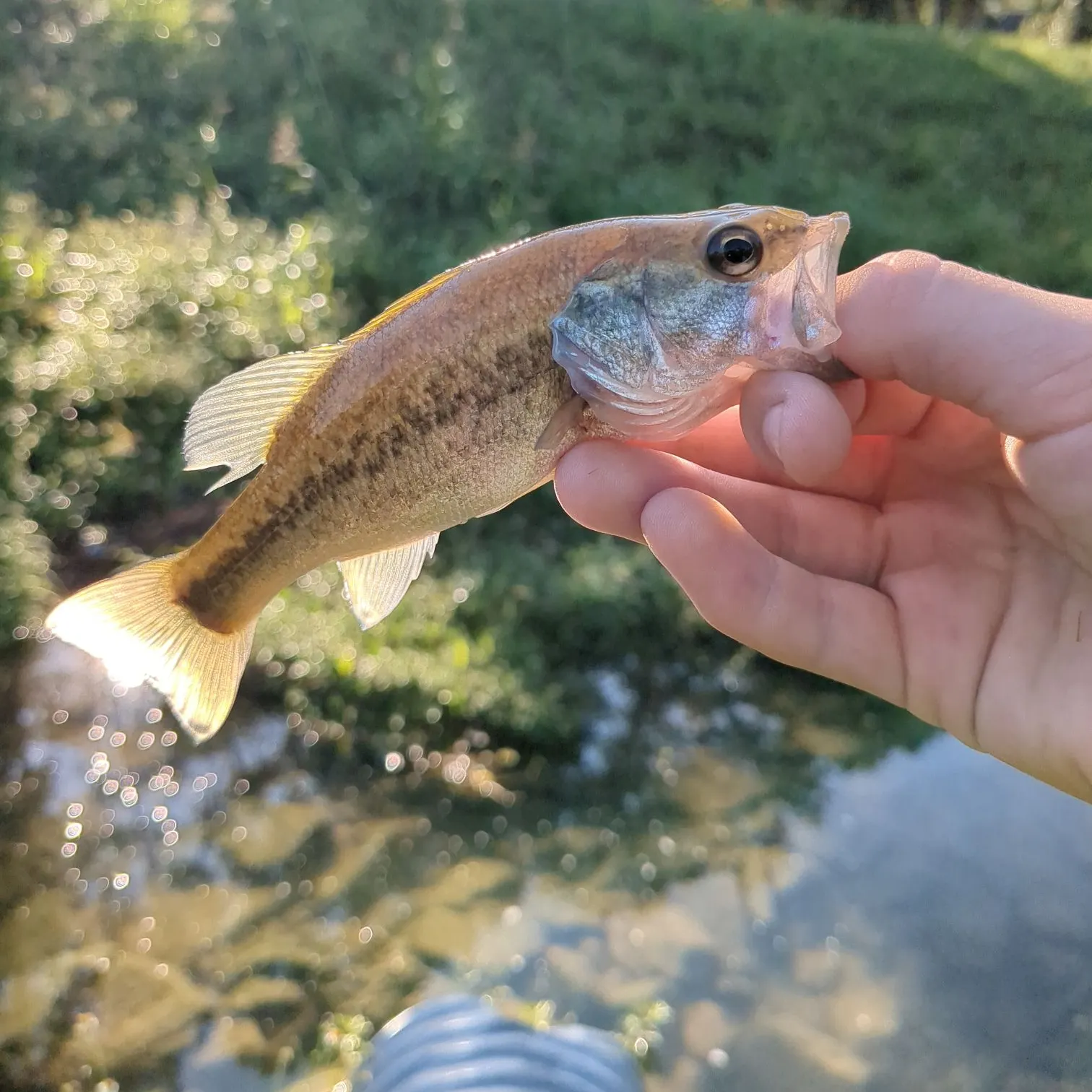 The most recent Alabama bass catches on Fishbrain