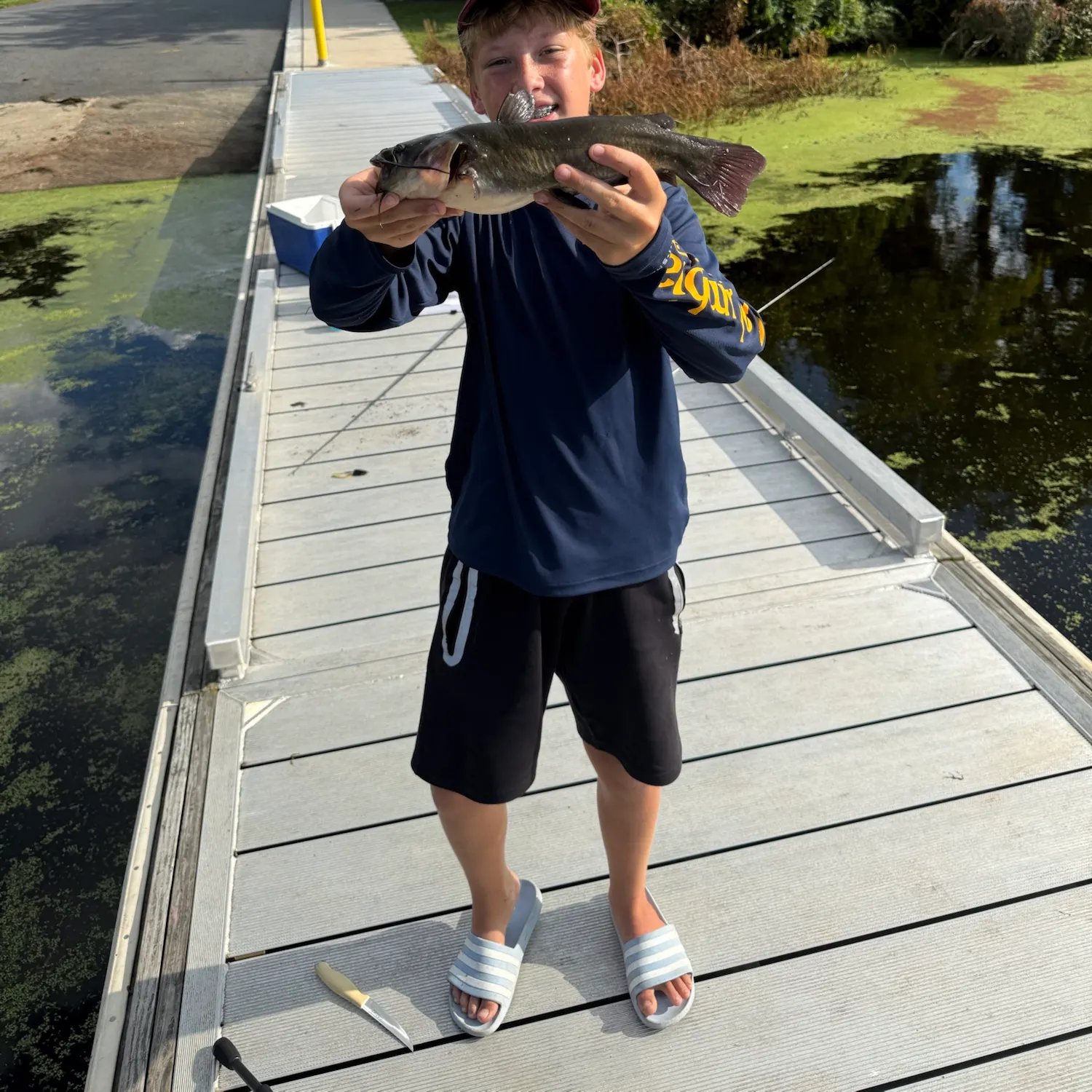 Black bullhead caught on Fishbrain