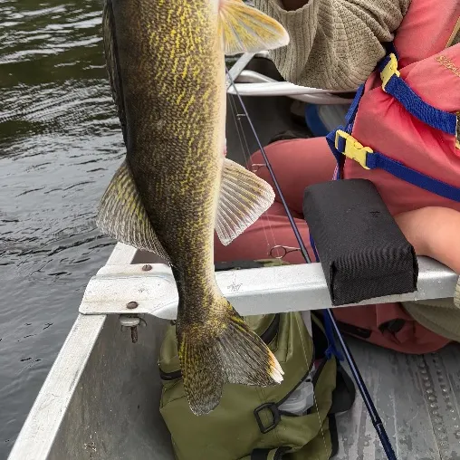 Walleye caught on Fishbrain