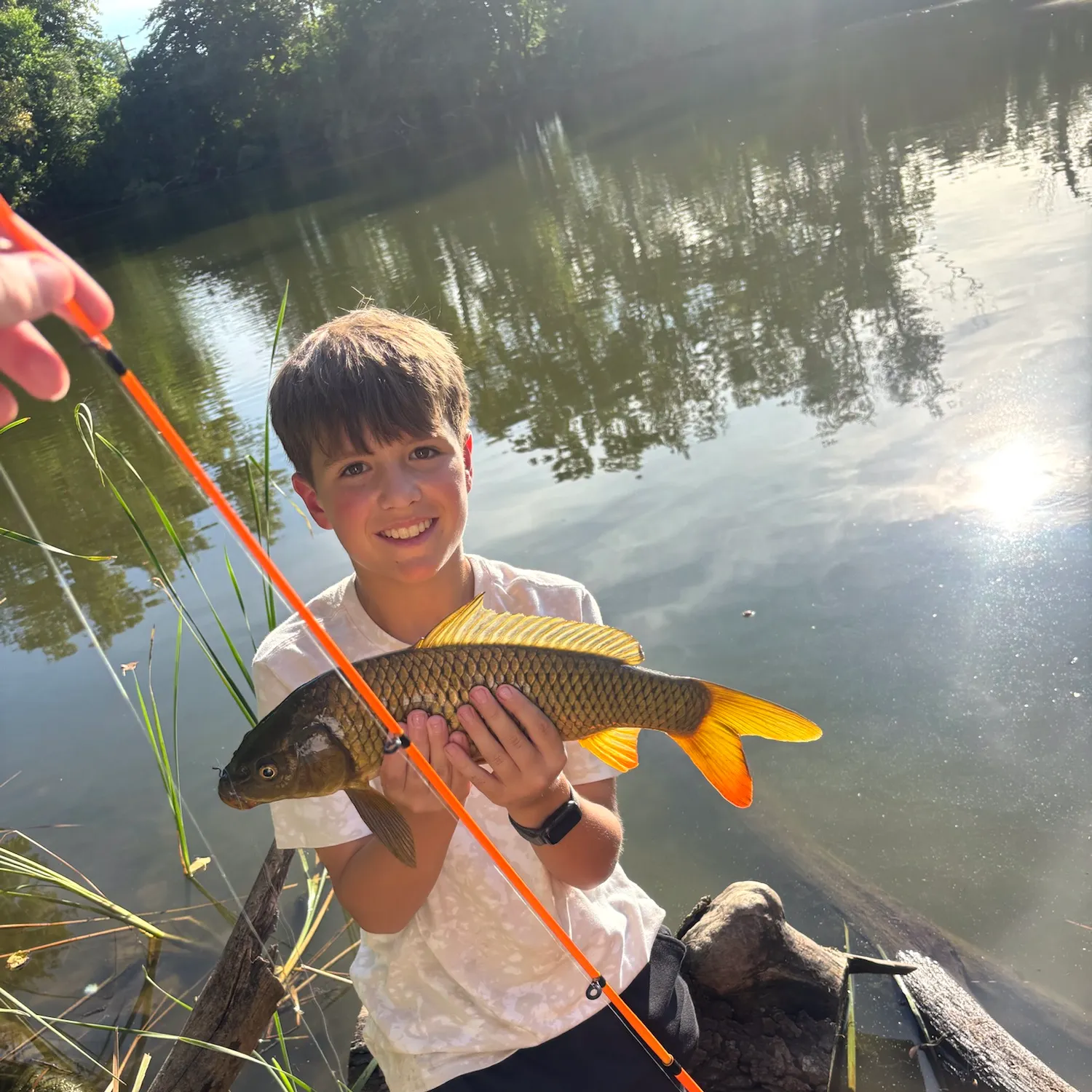 Common carp caught on Fishbrain