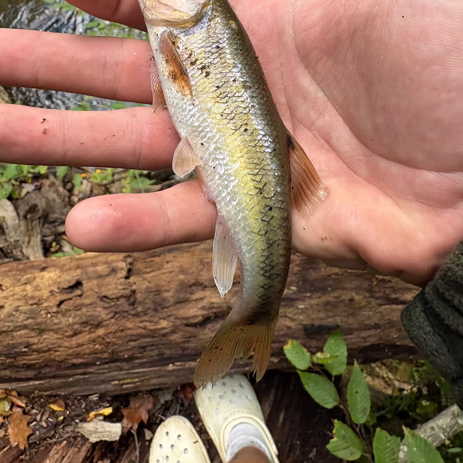 Creek chub caught on Fishbrain