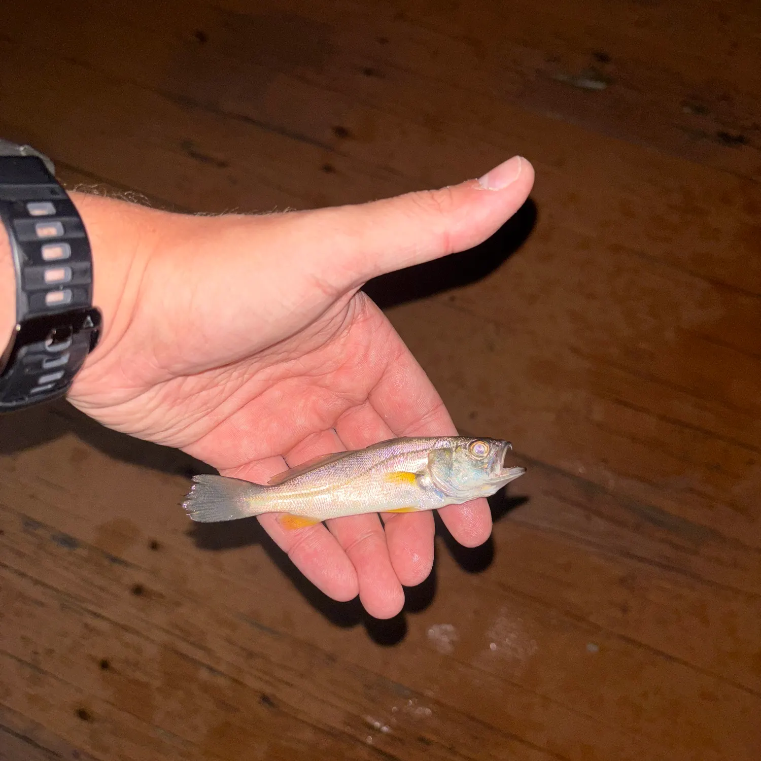 Gray weakfish caught on Fishbrain