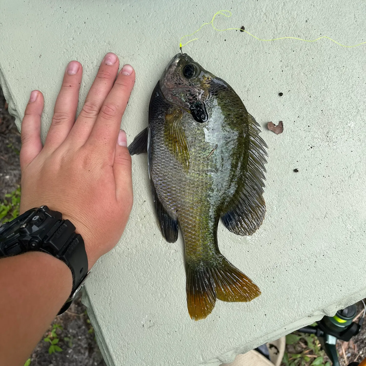 recently logged catches